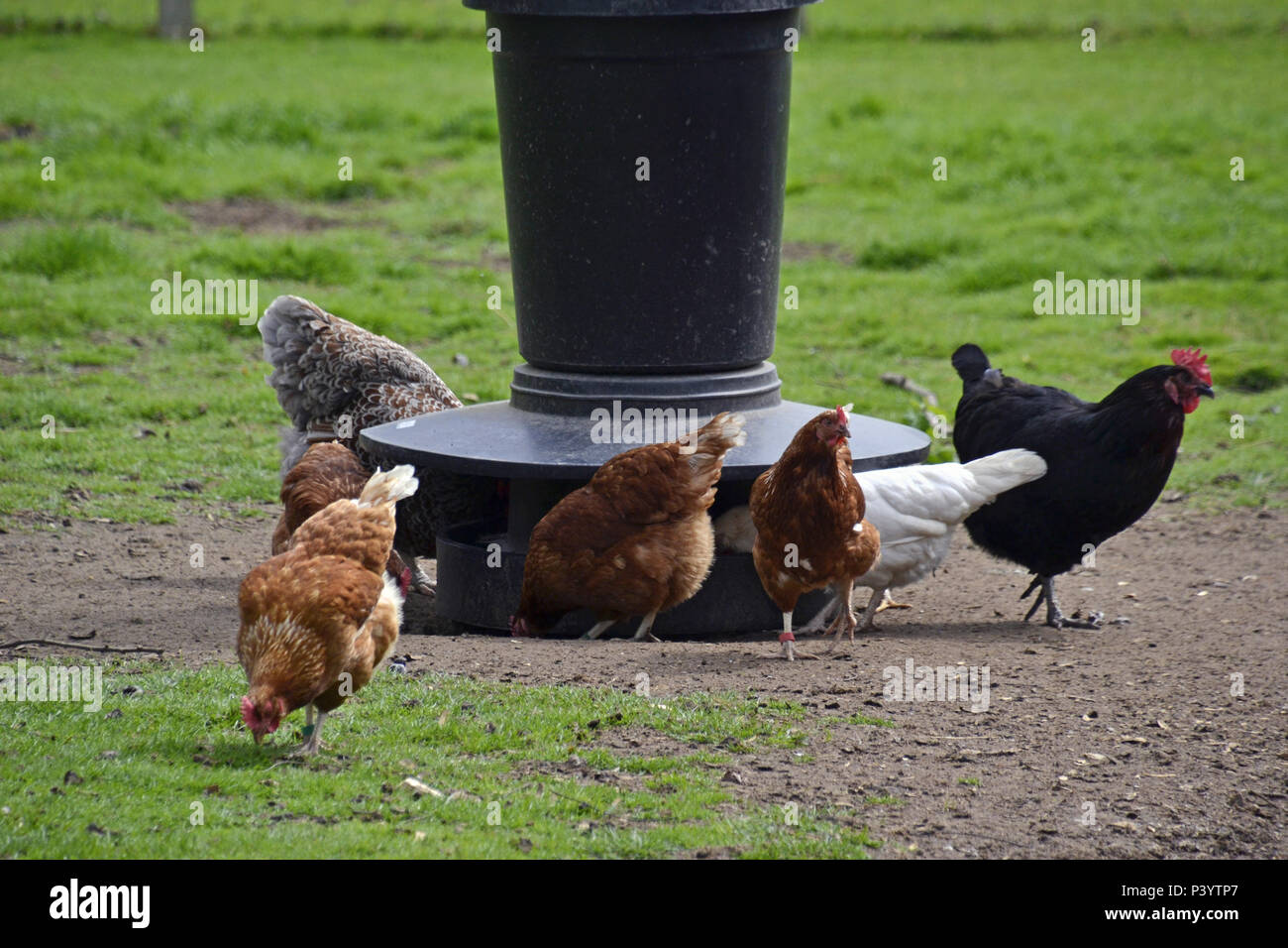 Hens at feeding bowl at Marlow Poultry, Buckinghamshire. Chickens Stock Photo