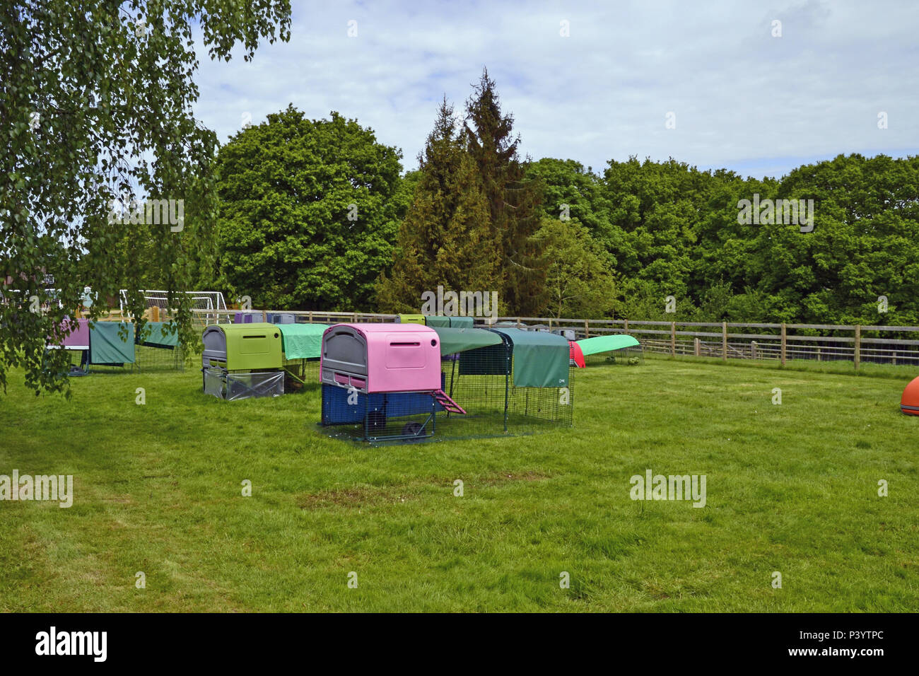 Chicken Boarding while people go on away. Hens' holiday accommodation at Marlow Poultry, Buckinghamshire, UK. Chickens Stock Photo