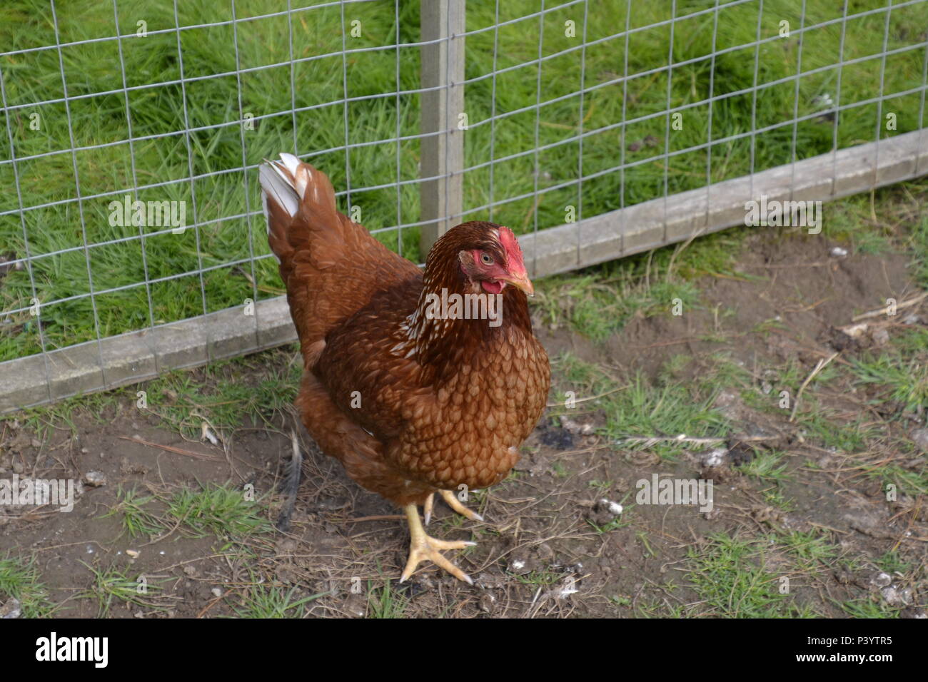 Gold star hen at Marlow Poultry, Buckinghamshire, UK. Chicken Stock Photo