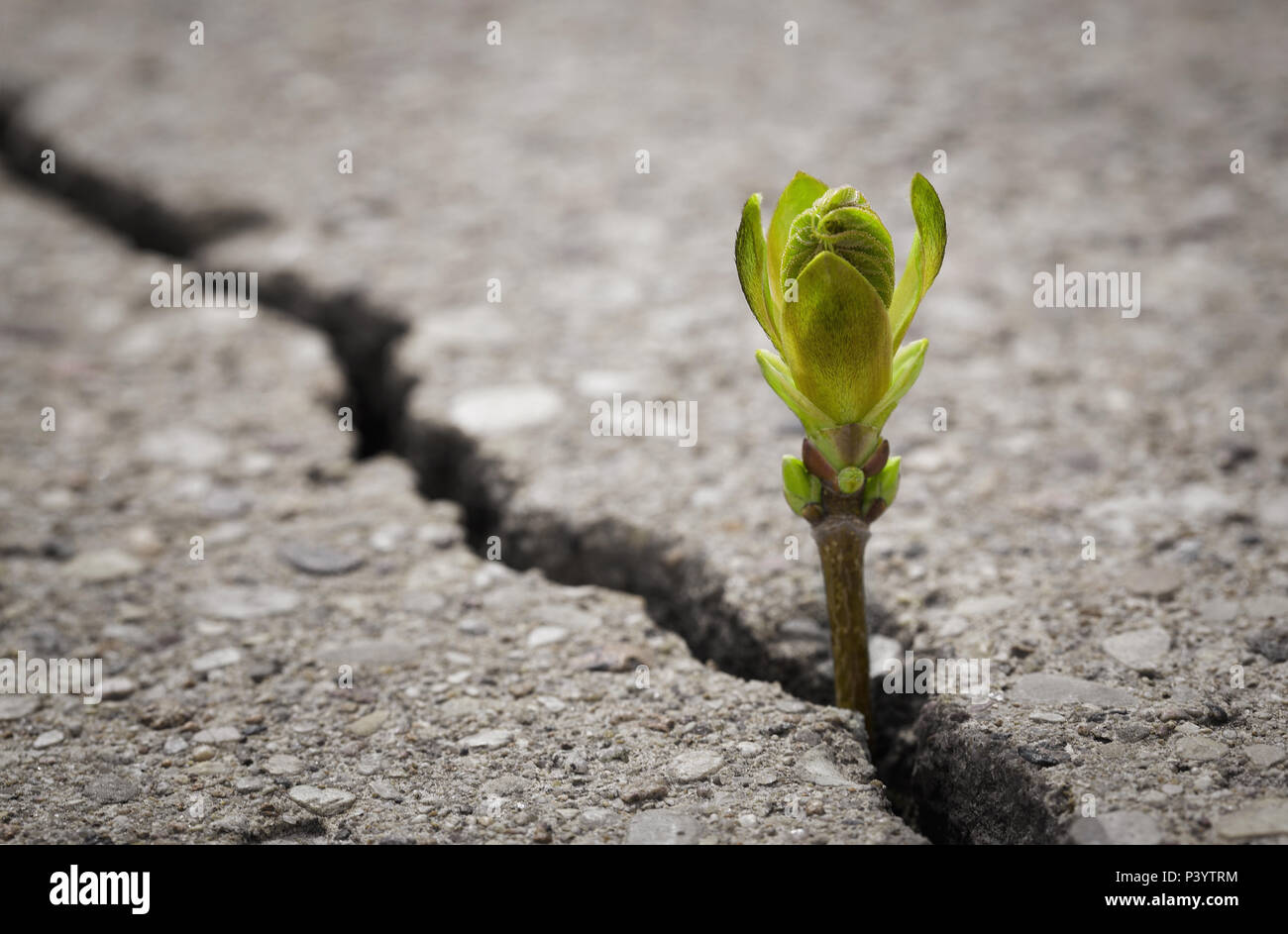 Close up of plant growing up from crack in the asphalt road with copy space Stock Photo