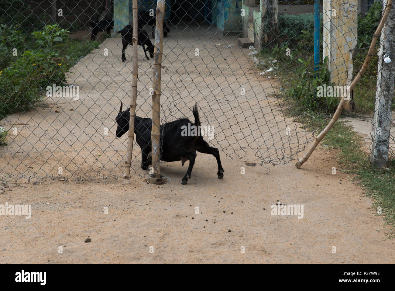 black goat, village, creeping under fence, India Stock Photo