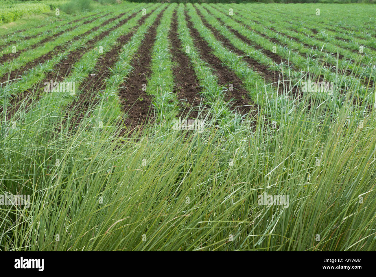 cultivation-in-tamil-nadu-graphical-stock-photo-alamy