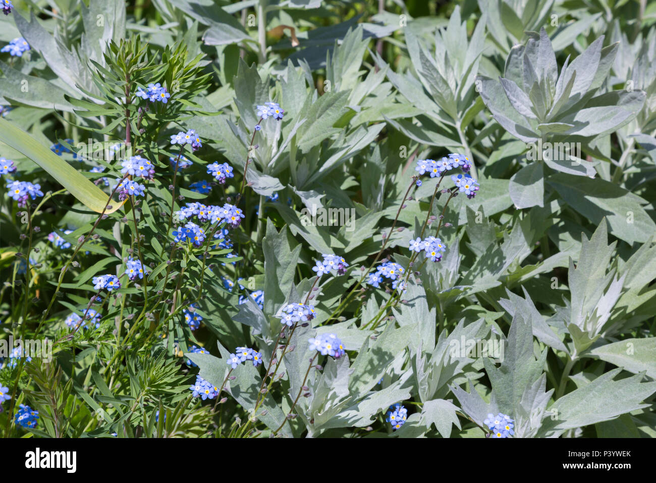 Artemisia ludoviciana 'Valerie Finnis' and Myosotis Stock Photo