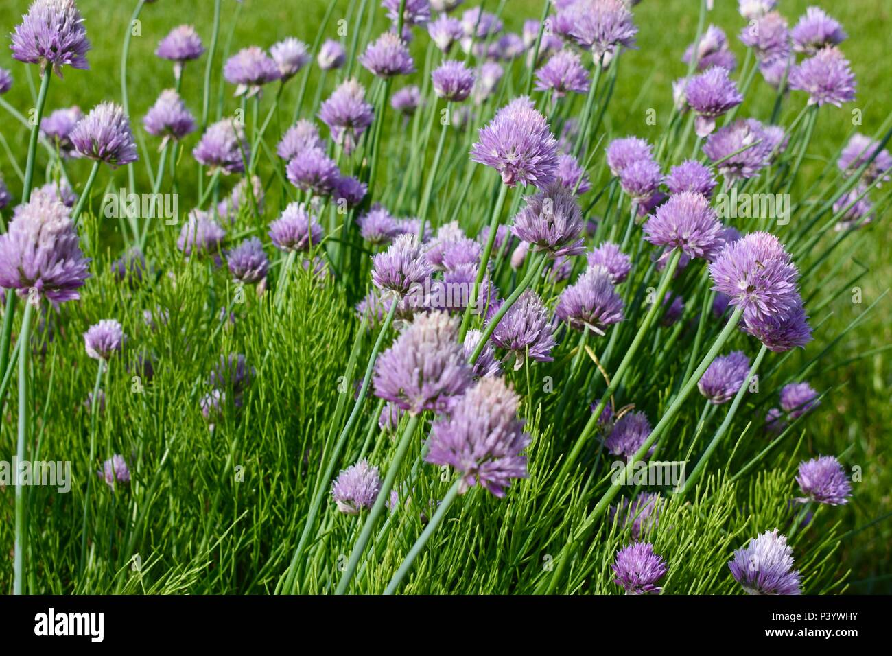 Purple flowers garden hi-res stock photography and images - Alamy