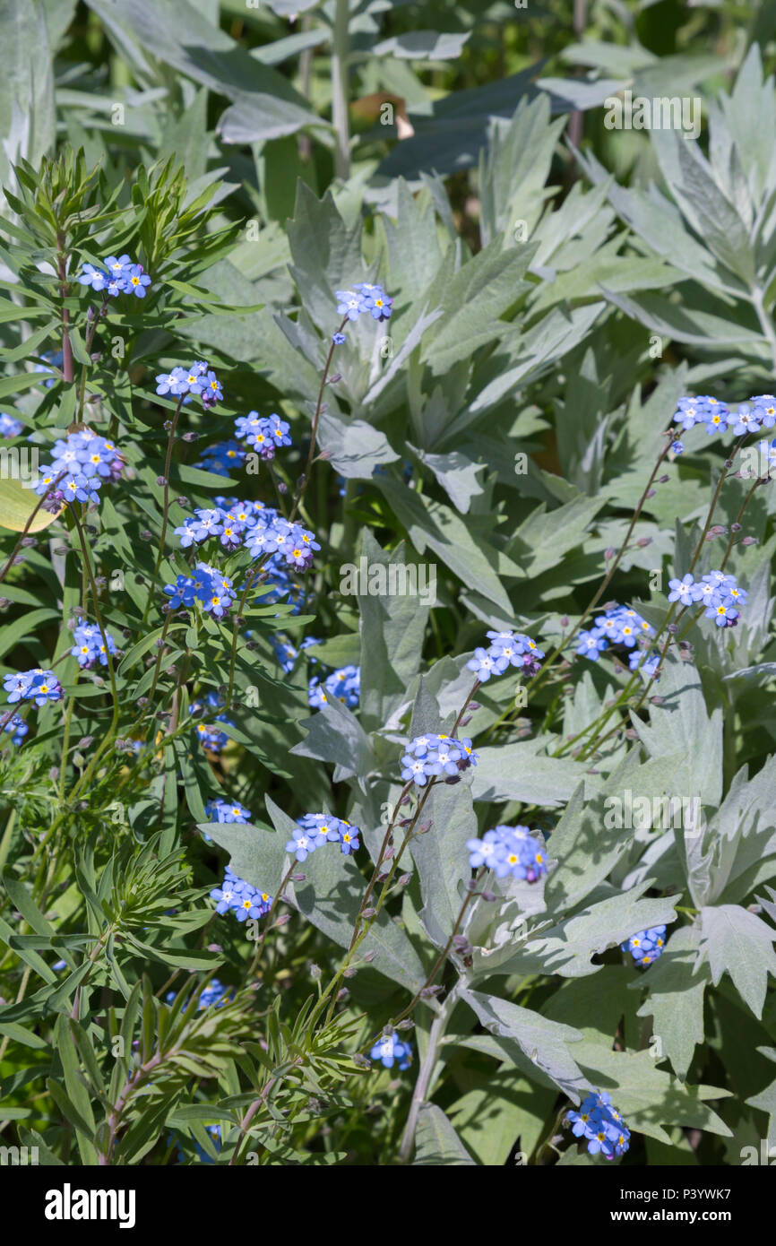 Artemisia ludoviciana 'Valerie Finnis' and Myosotis Stock Photo