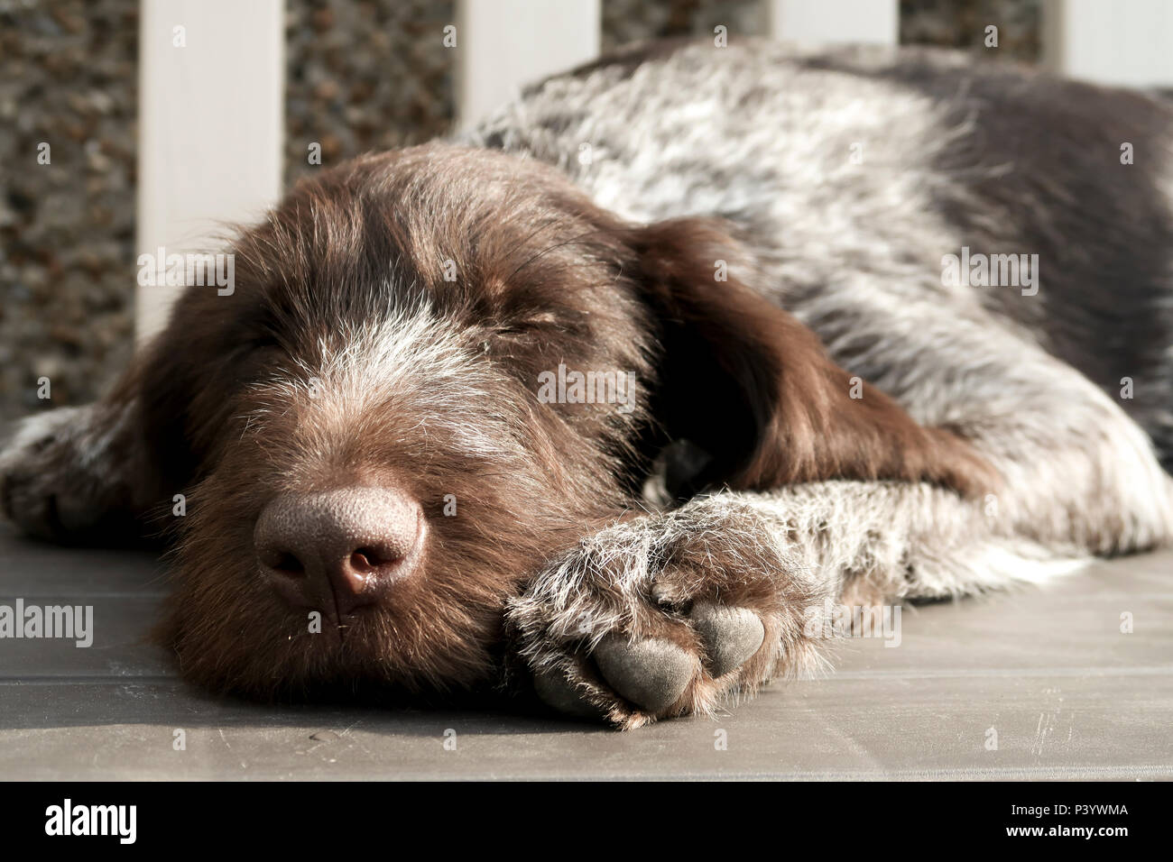 German Wire Haired Pointer sleeping on bench Stock Photo