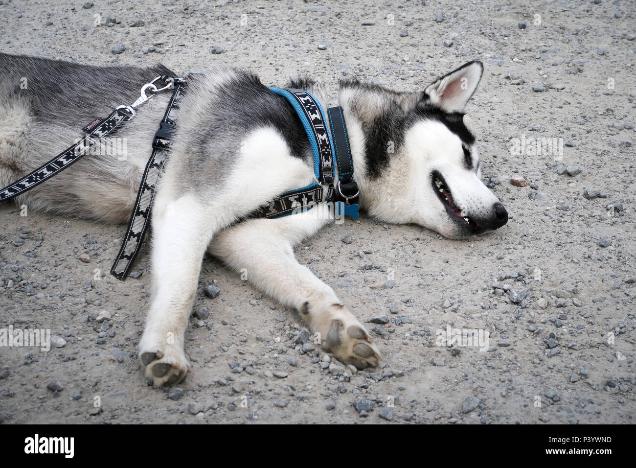 Leashes for cheap huskies