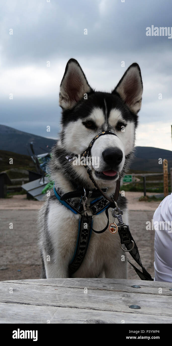 Siberian Husky with Dogmatic halti Stock Photo