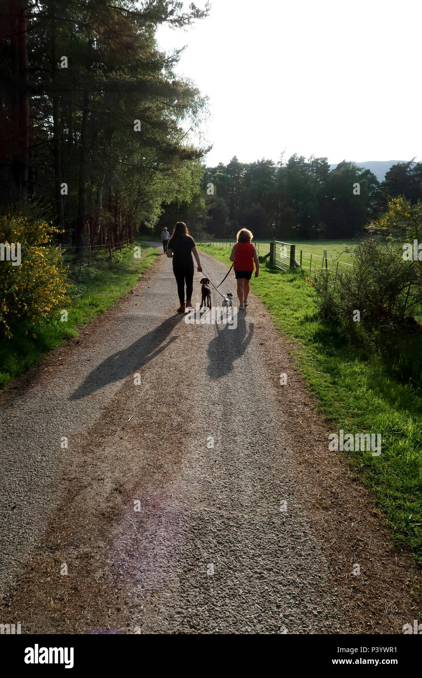Dog walk evening path hires stock photography and images Alamy