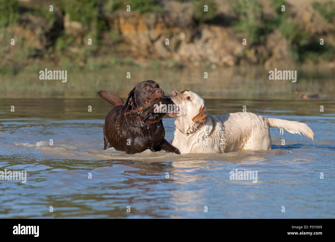 A pair of Labrador Retriever dogs-Canis lupus familiaris play. Uk Stock Photo
