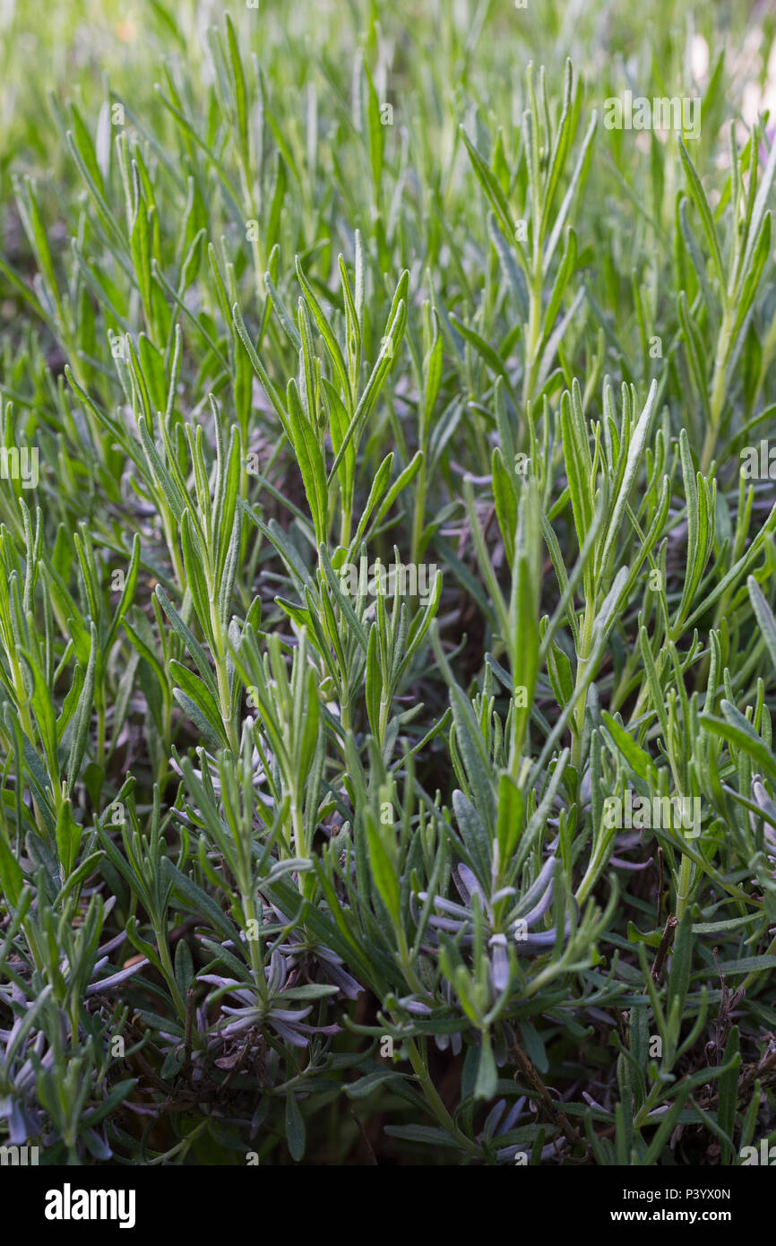 Lavandula angustifolia 'Hidcote' Stock Photo