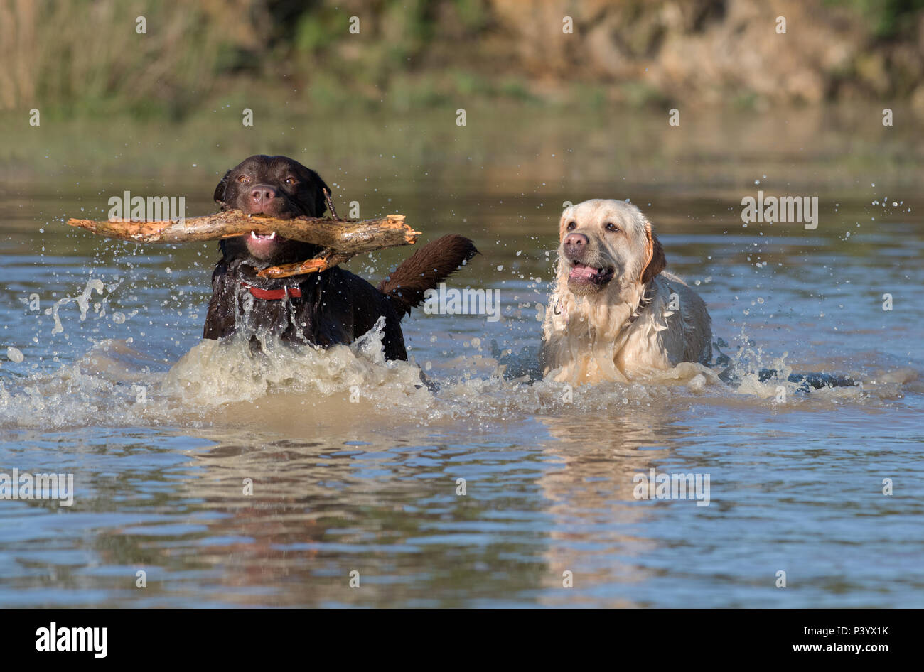 Golden retriever labrador dogs playing hires stock photography and