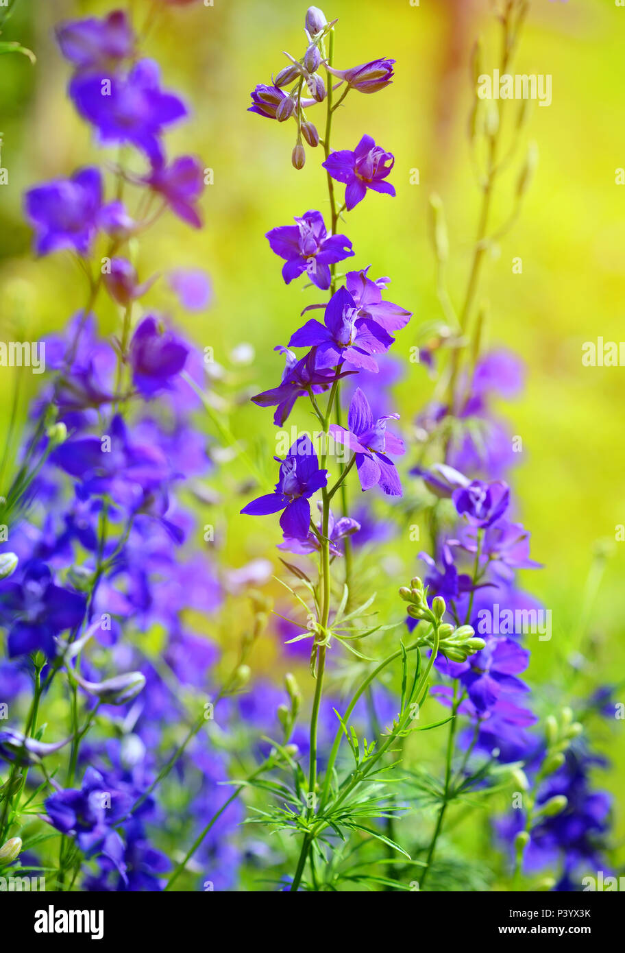 Beautiful purple Delphinium consolida (Consolida regalis) on a nature background Stock Photo
