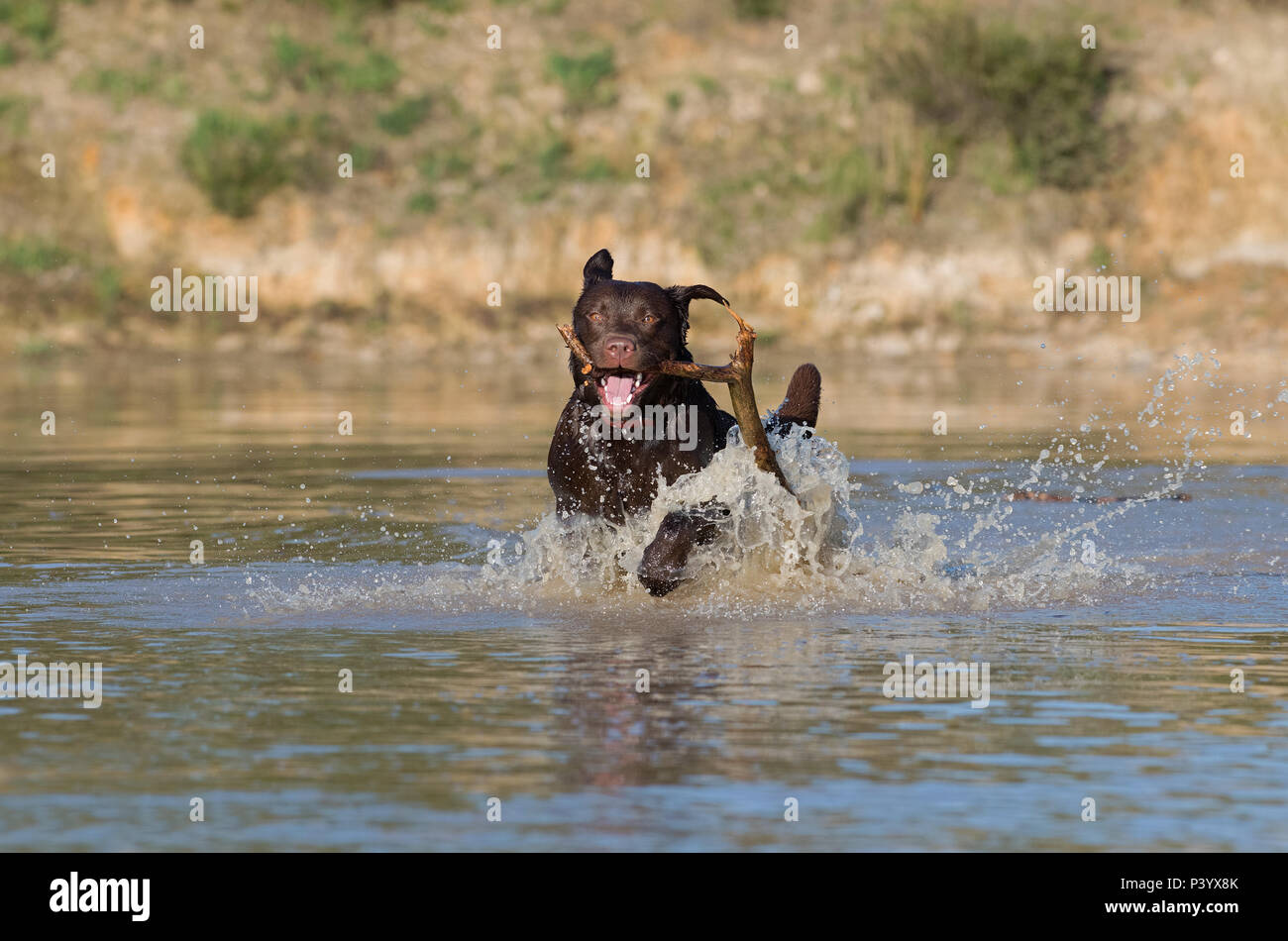 Labrador Retriever dog-Canis lupus familiaris Stock Photo - Alamy