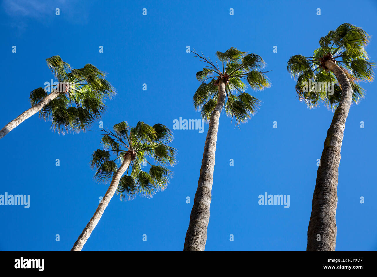 Arecales Palm tree fronds against a blue sky. Stock Photo