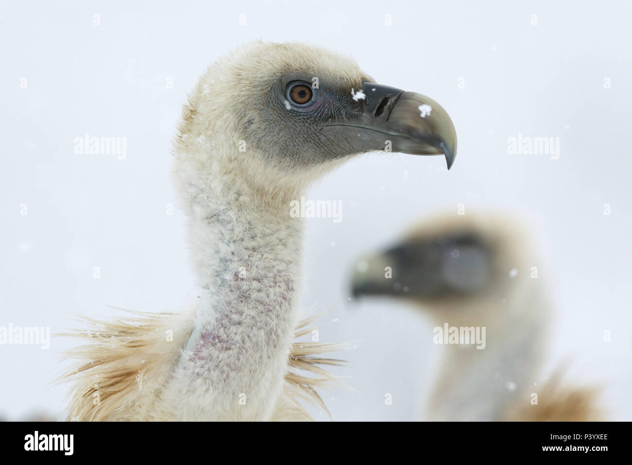 Vultures in the snow. Wildlife. Stock Photo