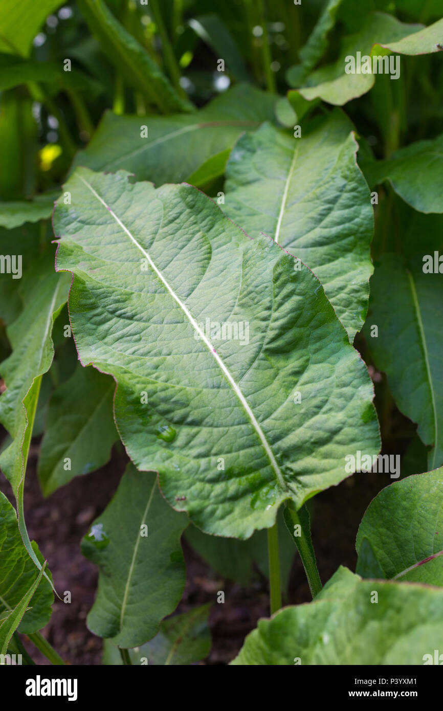 Broad leaved weeds hi-res stock photography and images - Alamy