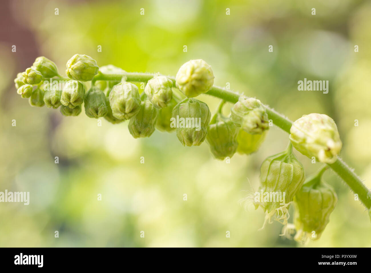 Tellima grandiflora 'Forest Frost' Stock Photo