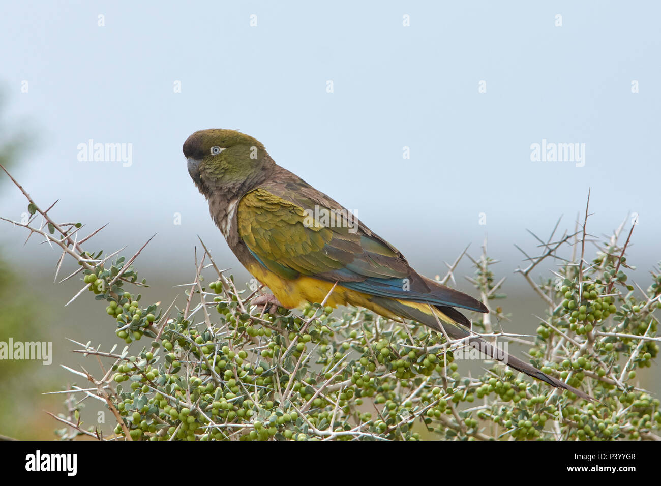 Burrowing Parrot Cyanoliseus Patagonus Puerto Madryn Argentina burrowing-parrot-cyanoliseus-patagonus-puerto-madryn-argentina