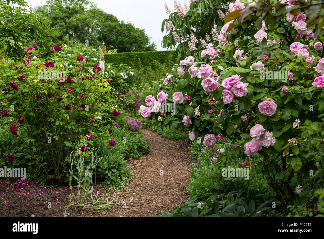 Pathway through the shrub rose border at RHS Hyde Hall Essex. Rosa Fantin-Latour centifolia hybrid, Stock Photo