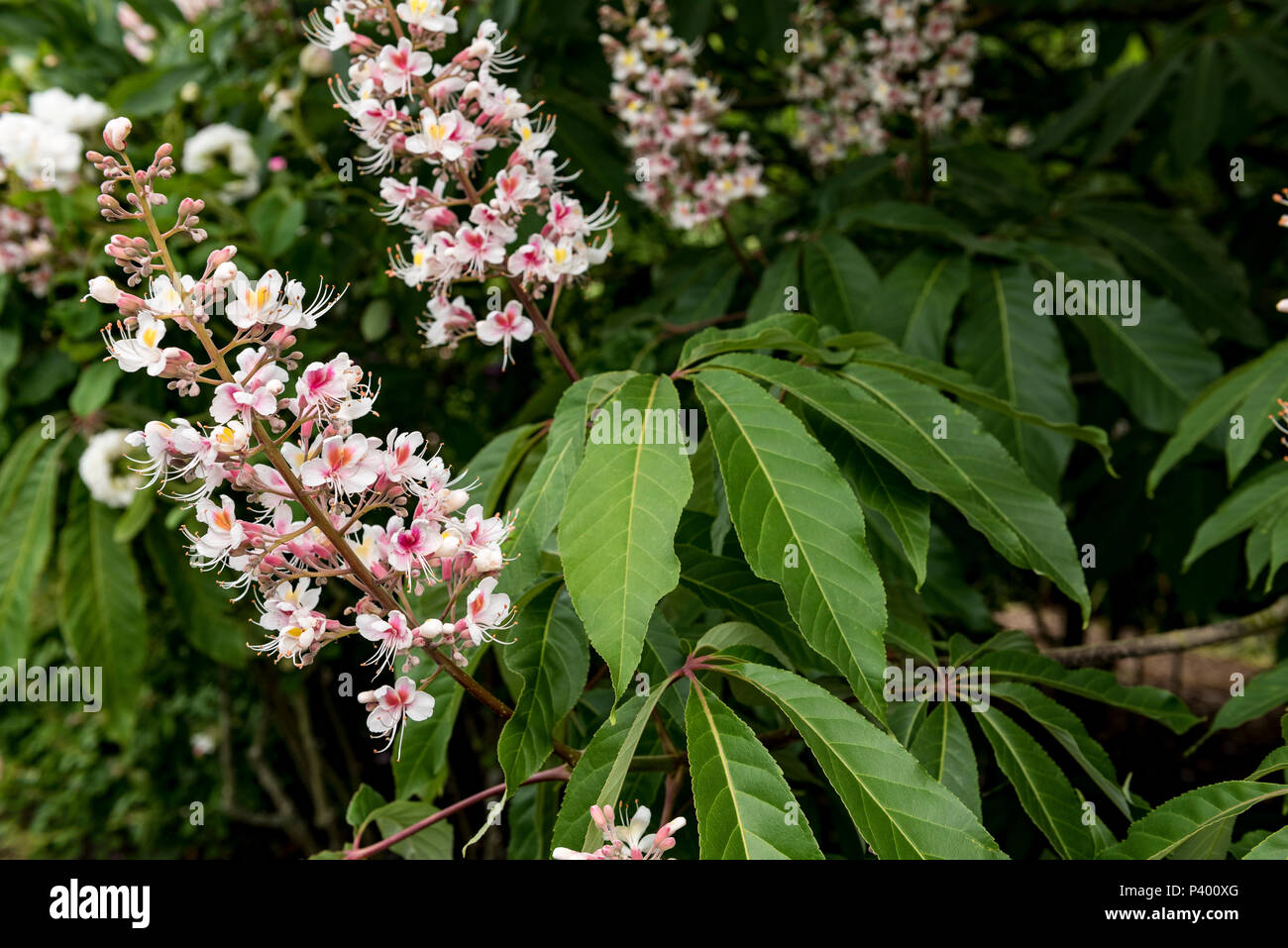 Aesculus Indica, Indian horse chestnut, Sapindaceae. Close up of flowers. Stock Photo