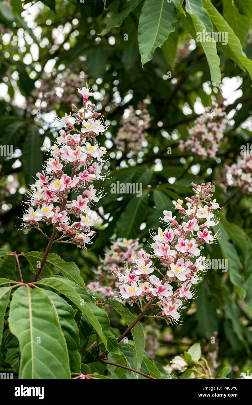 Aesculus Indica, Indian horse chestnut, Sapindaceae. Close up of flowers. Stock Photo