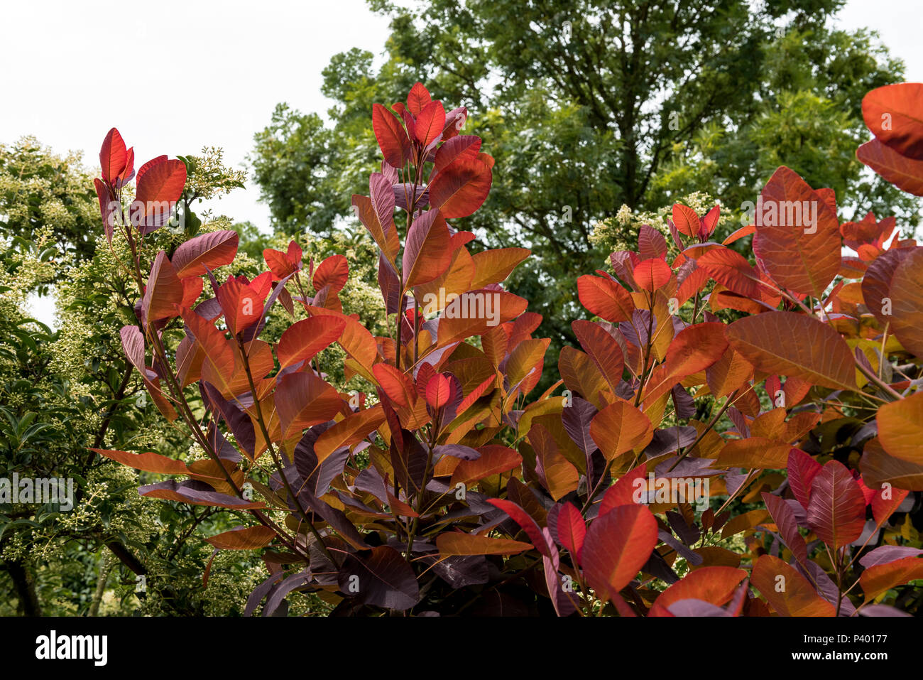Cotinus Grace colourful spring foliage. Stock Photo
