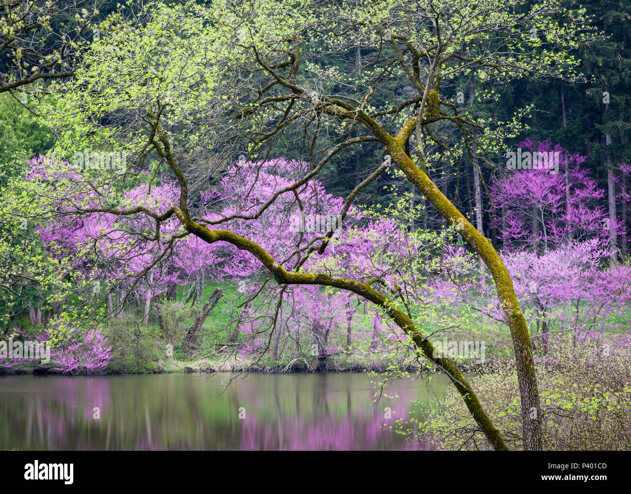 Flowering eastern redbud trees add their color to the landscape as