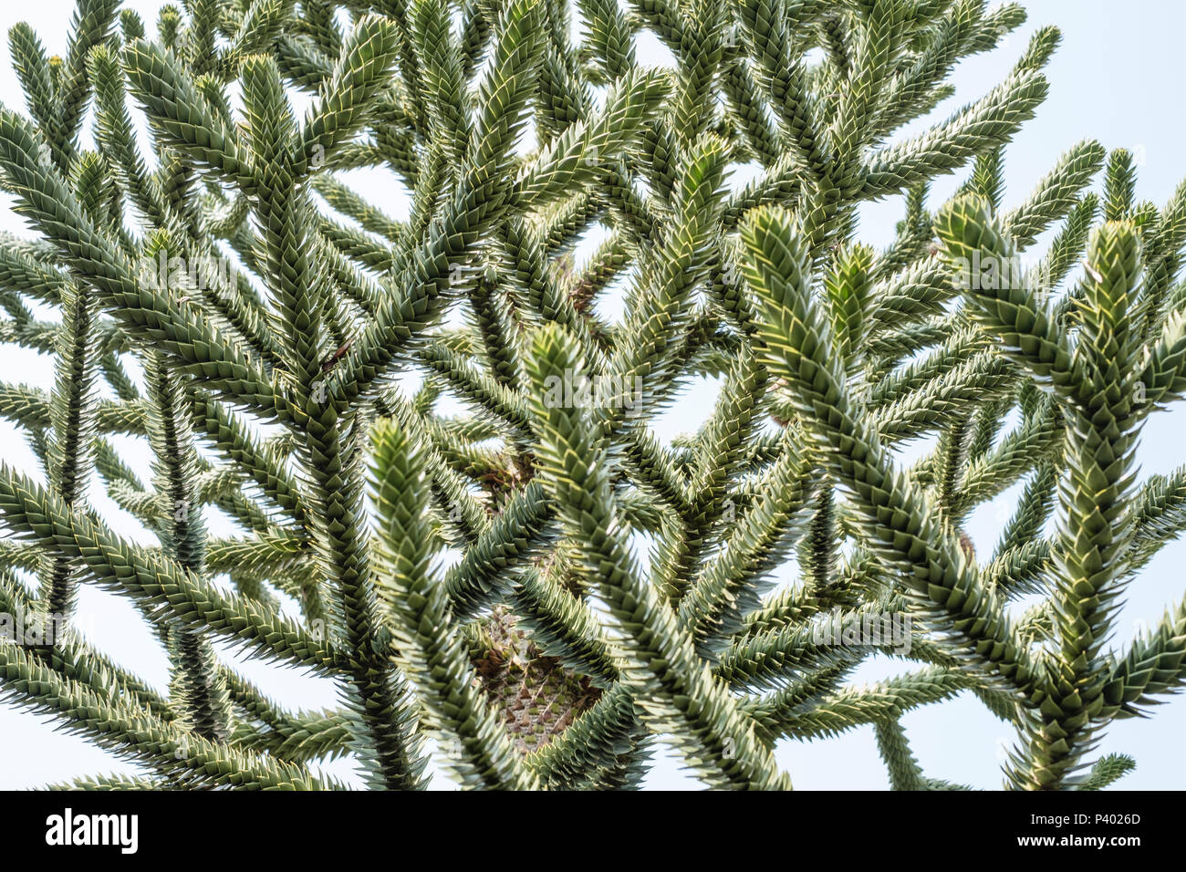 Monkey puzzle tree, Araucaria Araucana, close up of branches Stock Photo
