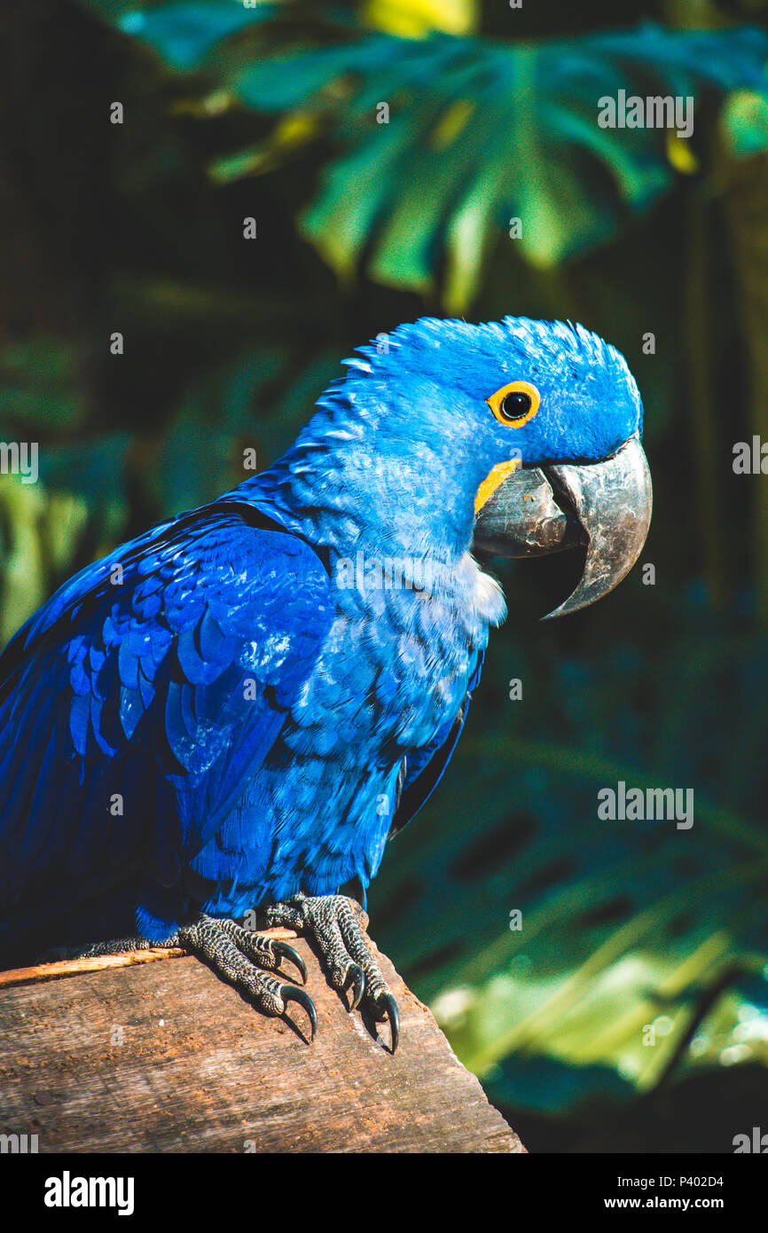 Blue macaw portrait in rainforest closeup - Brazil Stock Photo - Alamy