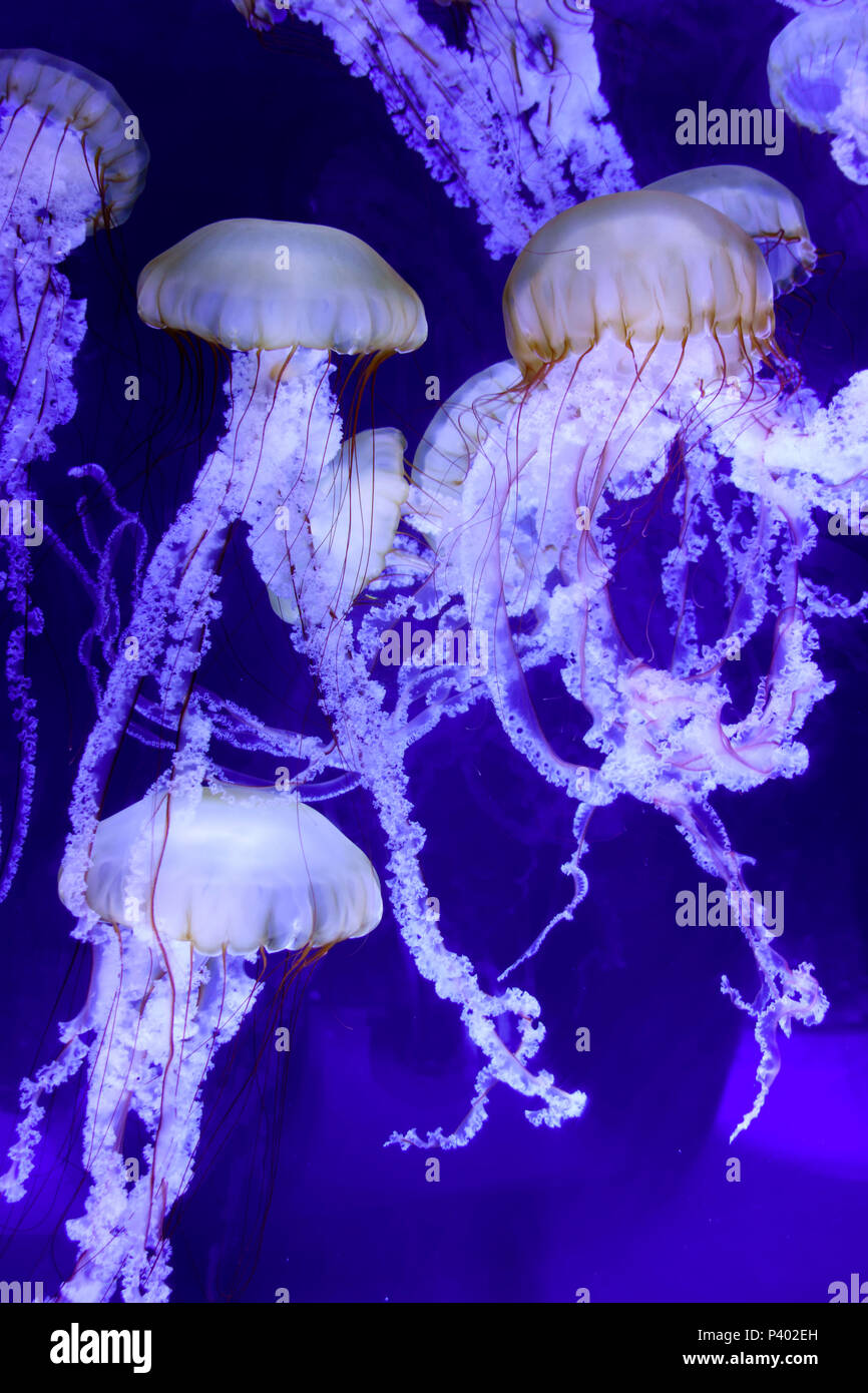 Nettle Jellyfish North Carolina Aquarium Roanoke Island Manteo Outerbanks Stock Photo