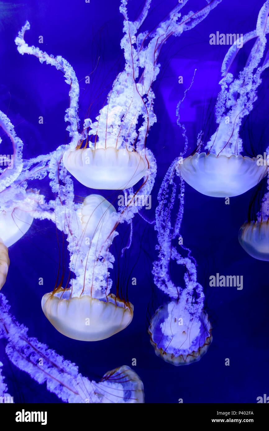 Nettle Jellyfish North Carolina Aquarium Roanoke Island Manteo