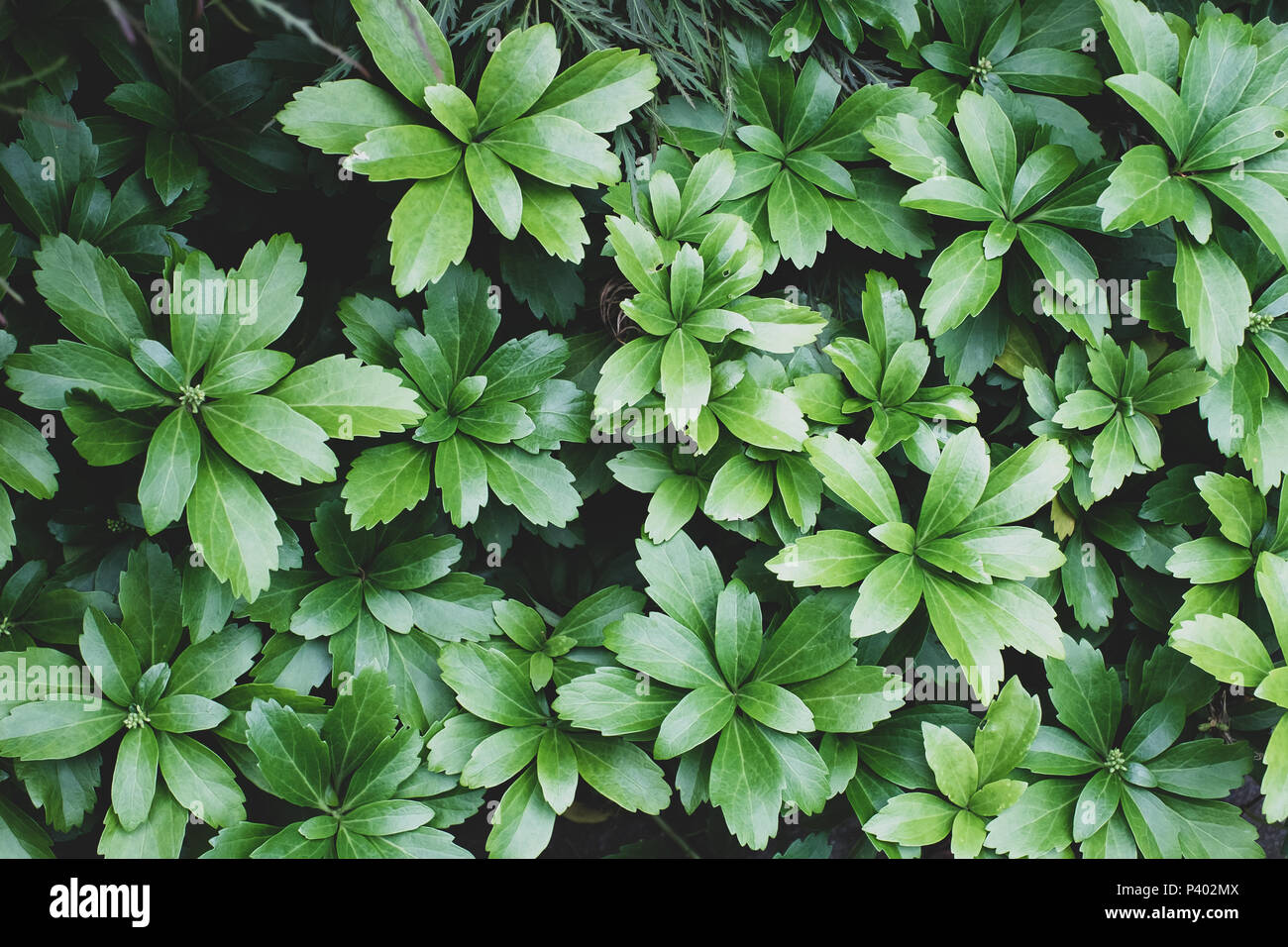 green plants foliage backdrops - pachysandra terminalis green carpet Stock Photo
