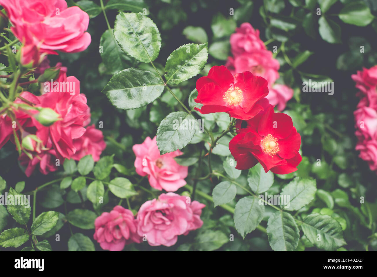 rose garden in bloom backdrops springtime nature Stock Photo Alamy