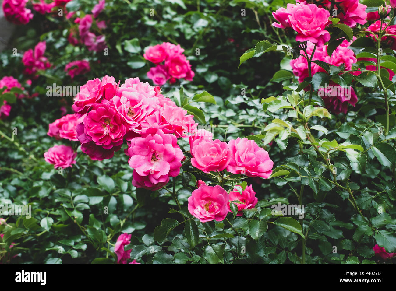 rose garden in bloom backdrops springtime nature Stock Photo Alamy