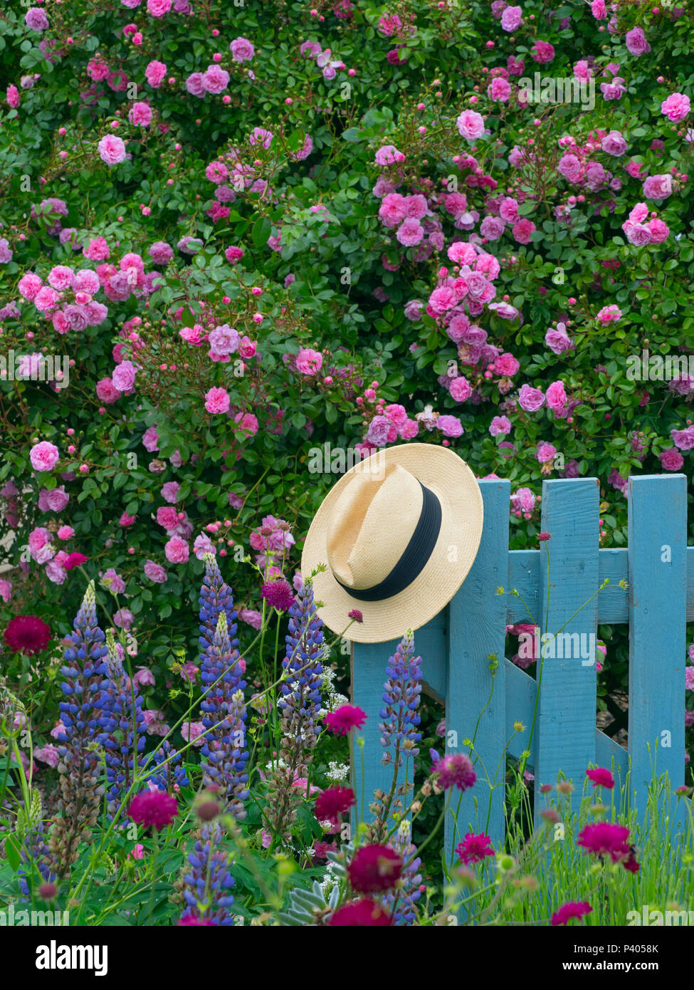 Climbing roses and blue gate country garden Norfolk Stock Photo