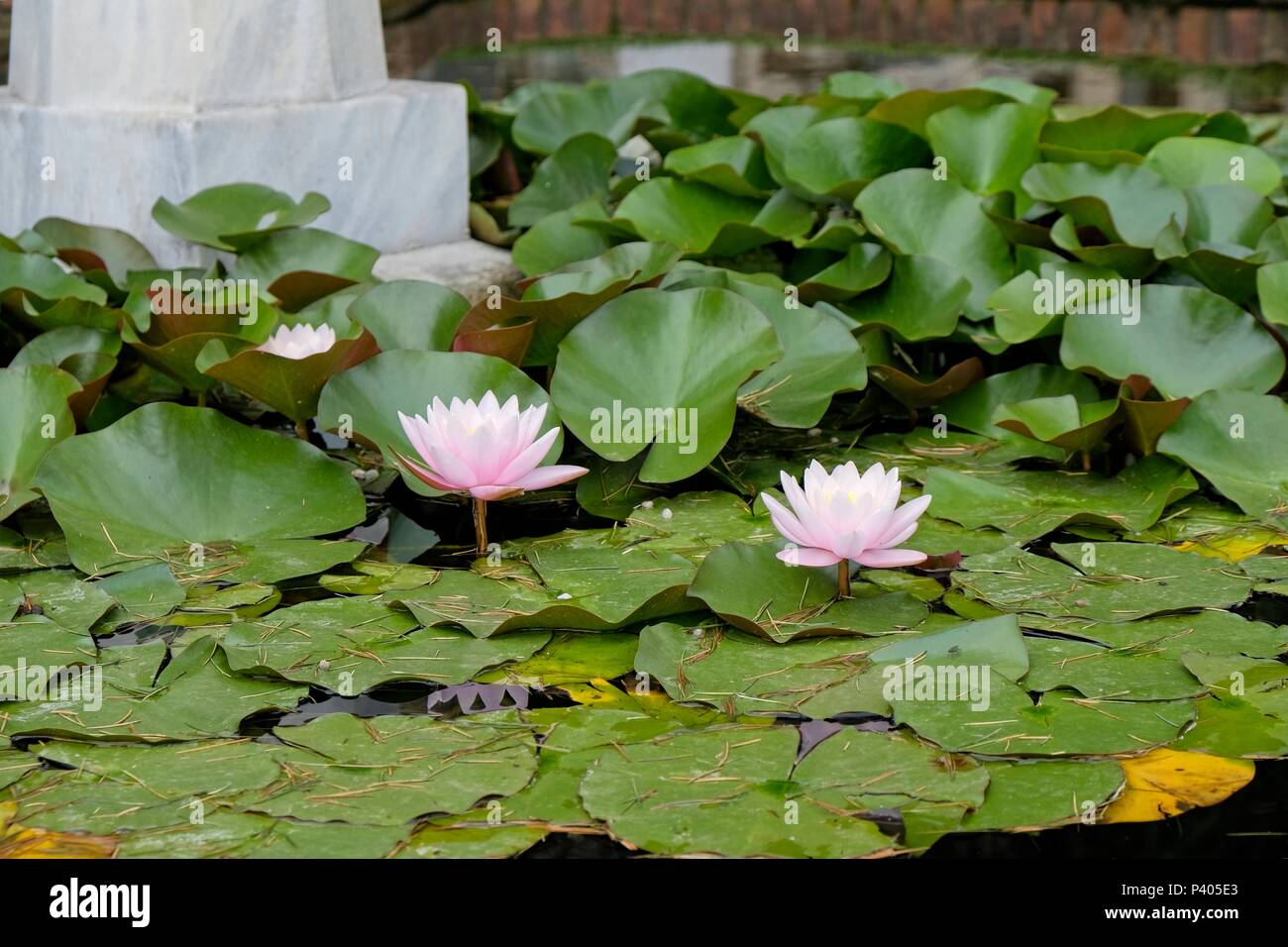 ISTANBUL, TURKEY - MAY 29 : Water Lilies flowering at the  Dolmabache Palace and Museum in Istanbul Turkey on May 29, 2018 Stock Photo