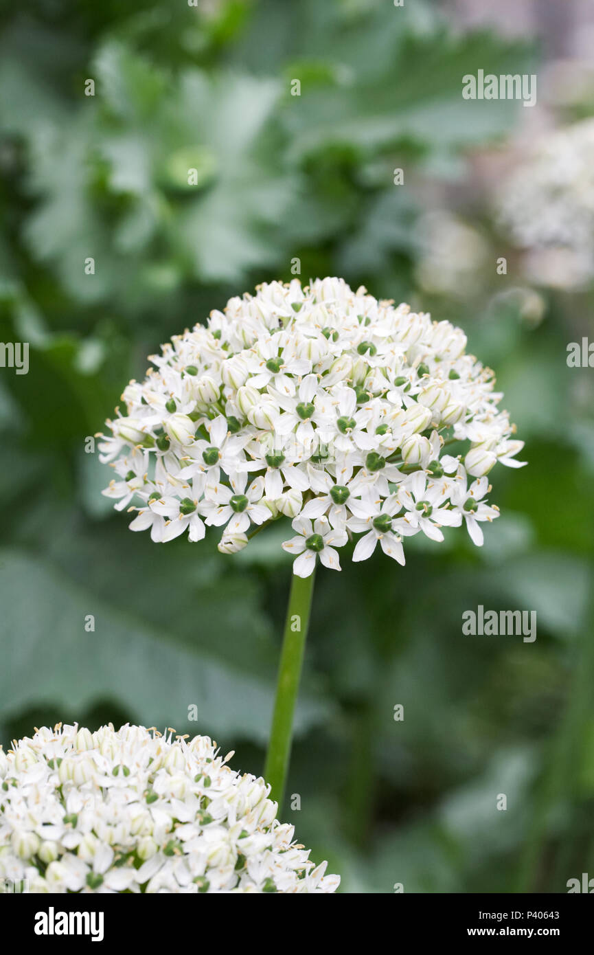 Allium nigrum flowers. Stock Photo