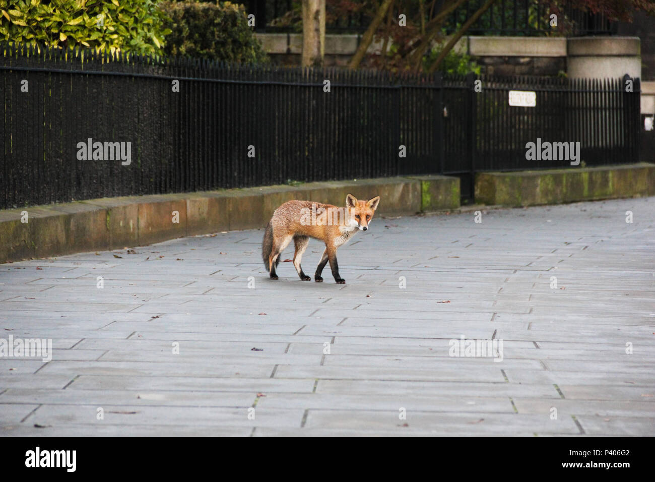 An urban red fox (Vulpes Vulpes) wanders along the street next to Jacob's Ladder next to Calton Hill in Edinburgh, UK. Stock Photo