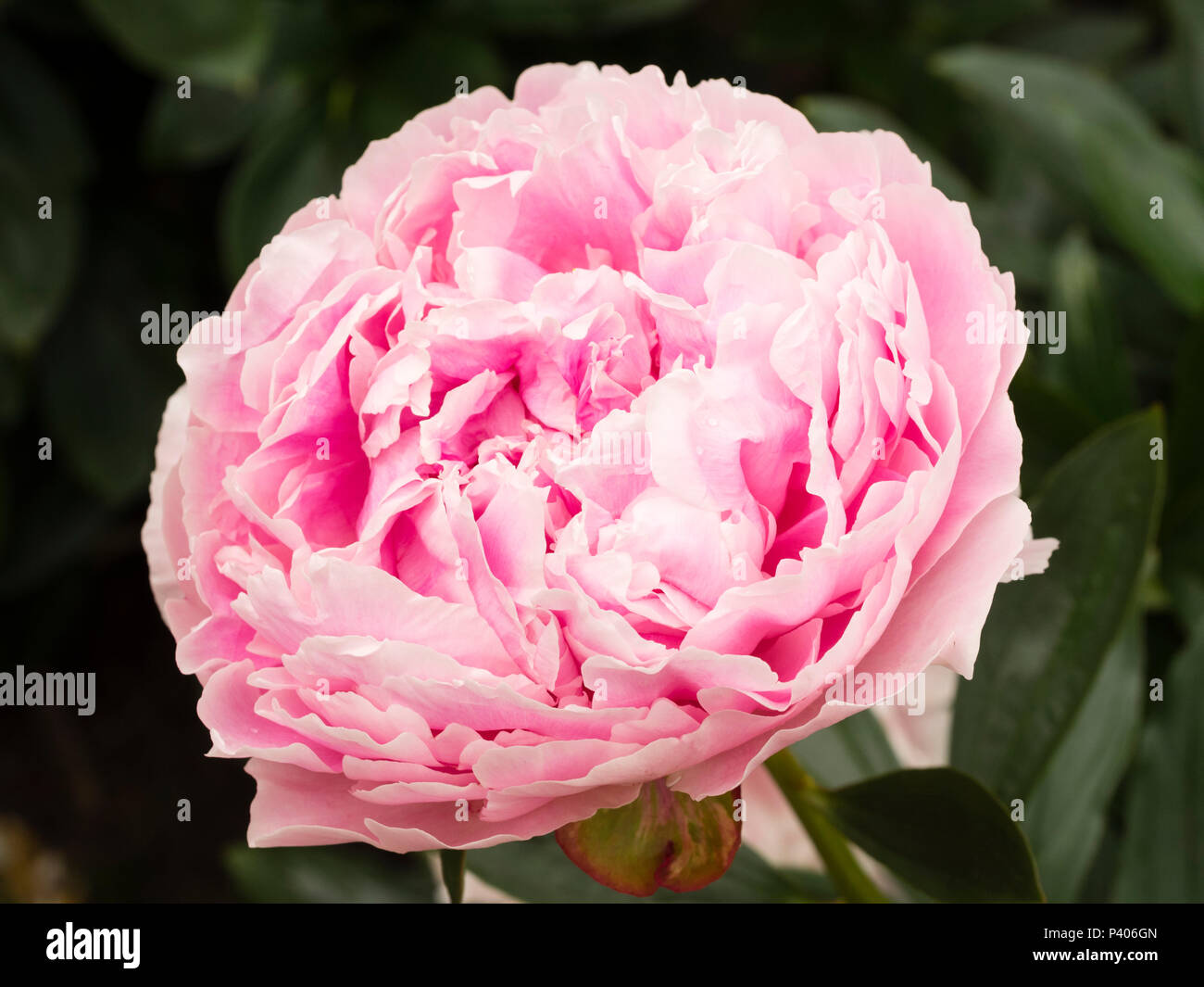 Heavily doubled fragrant pink flower of the early summer blooming herbaceous peony, Paeonia lactiflora 'Sarah Bernhardt' Stock Photo