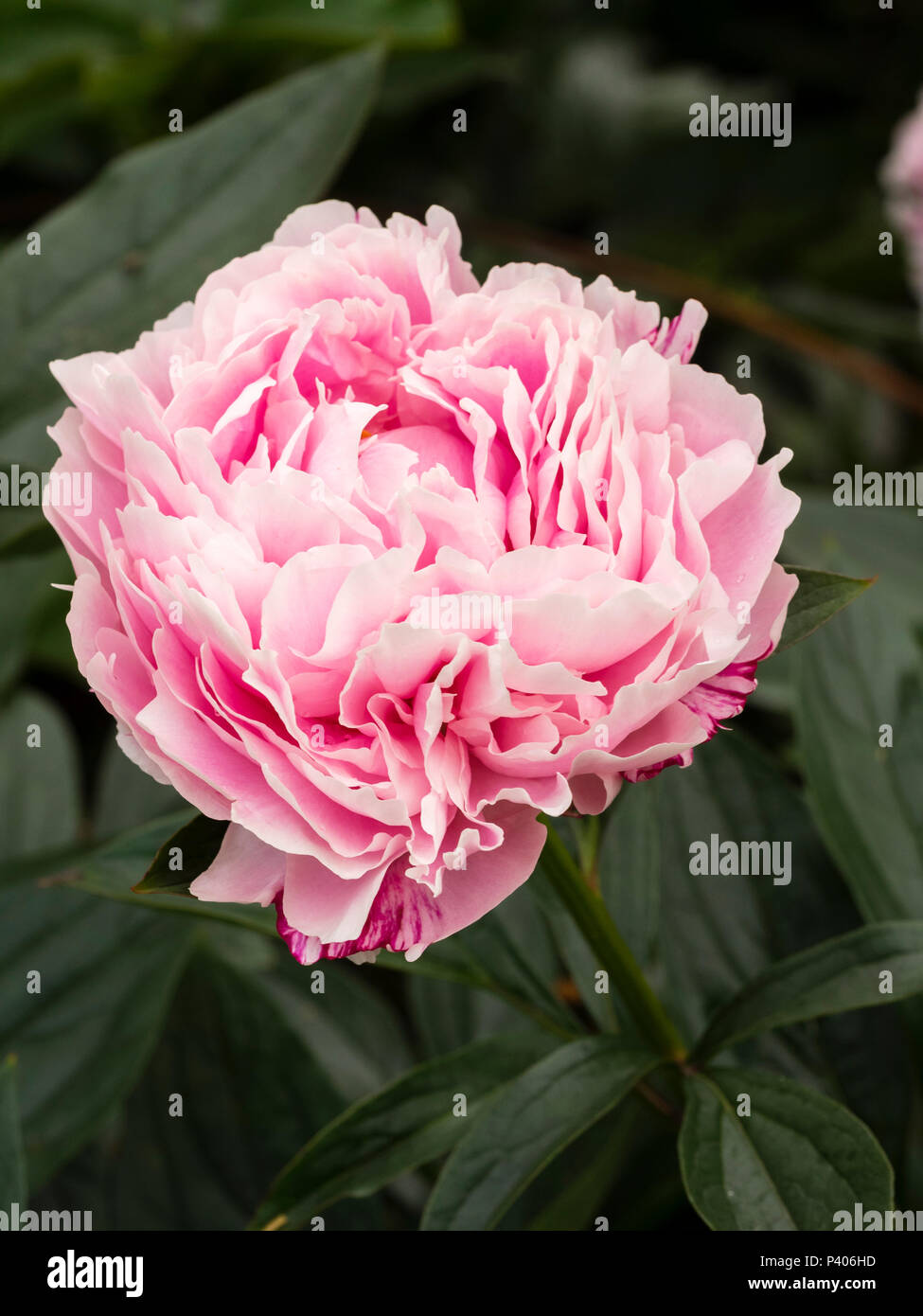Heavily doubled fragrant pink flower of the early summer blooming herbaceous peony, Paeonia lactiflora 'Sarah Bernhardt' Stock Photo