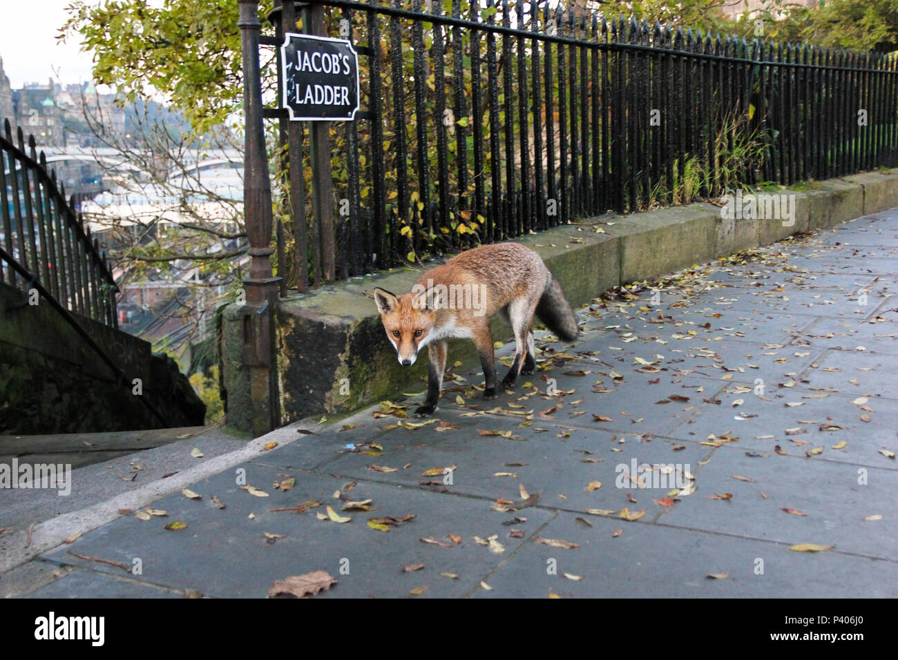An urban red fox (Vulpes Vulpes) wanders along the street next to Jacob's Ladder next to Calton Hill in Edinburgh, UK. Stock Photo