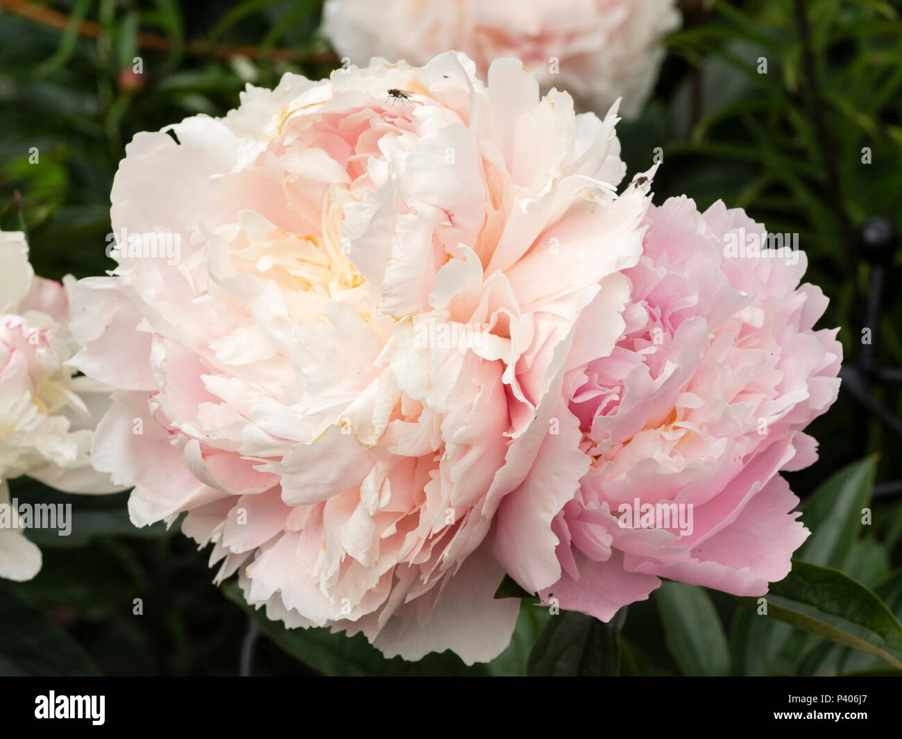 Heavily doubled fragrant pink flowers of the early summer blooming herbaceous peony, Paeonia lactiflora 'Sarah Bernhardt' Stock Photo
