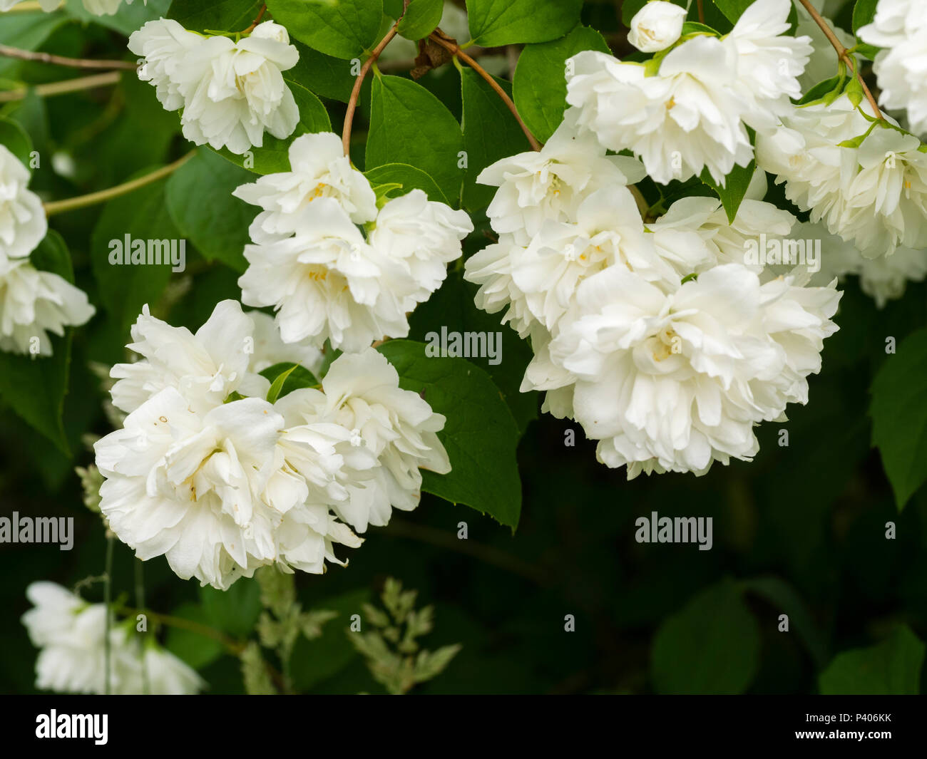 Double white flowers of the early summer flowering deciduous mock oragnge shrub, Philadelphus 'Virginal' Stock Photo