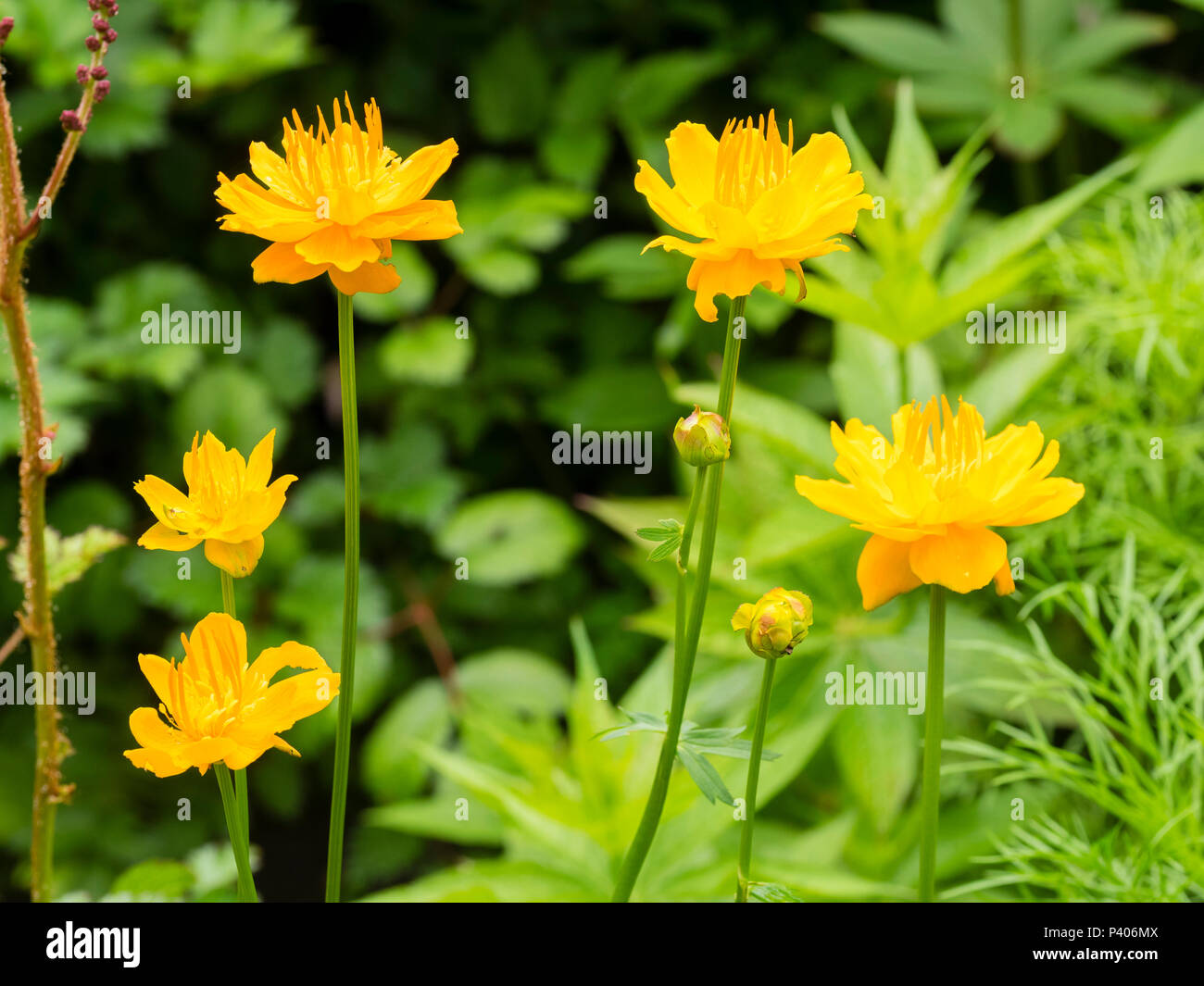 Orange flowers of the moisture loving, early summer flowering perennial, Trollius chinensis 'Golden Queen' Stock Photo