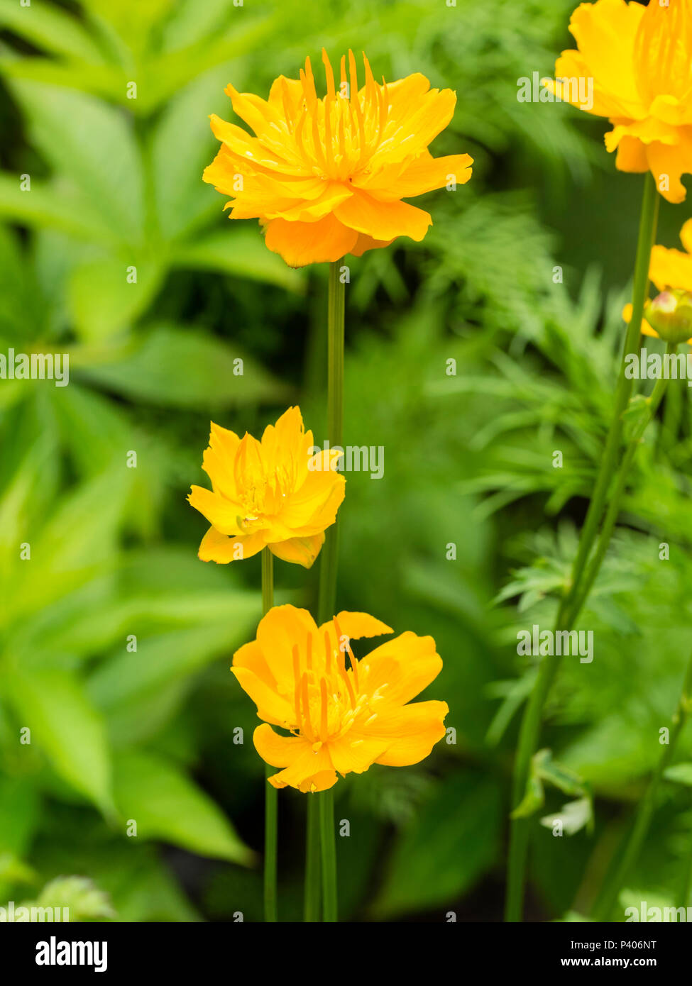 Orange flowers of the moisture loving, early summer flowering perennial, Trollius chinensis 'Golden Queen' Stock Photo