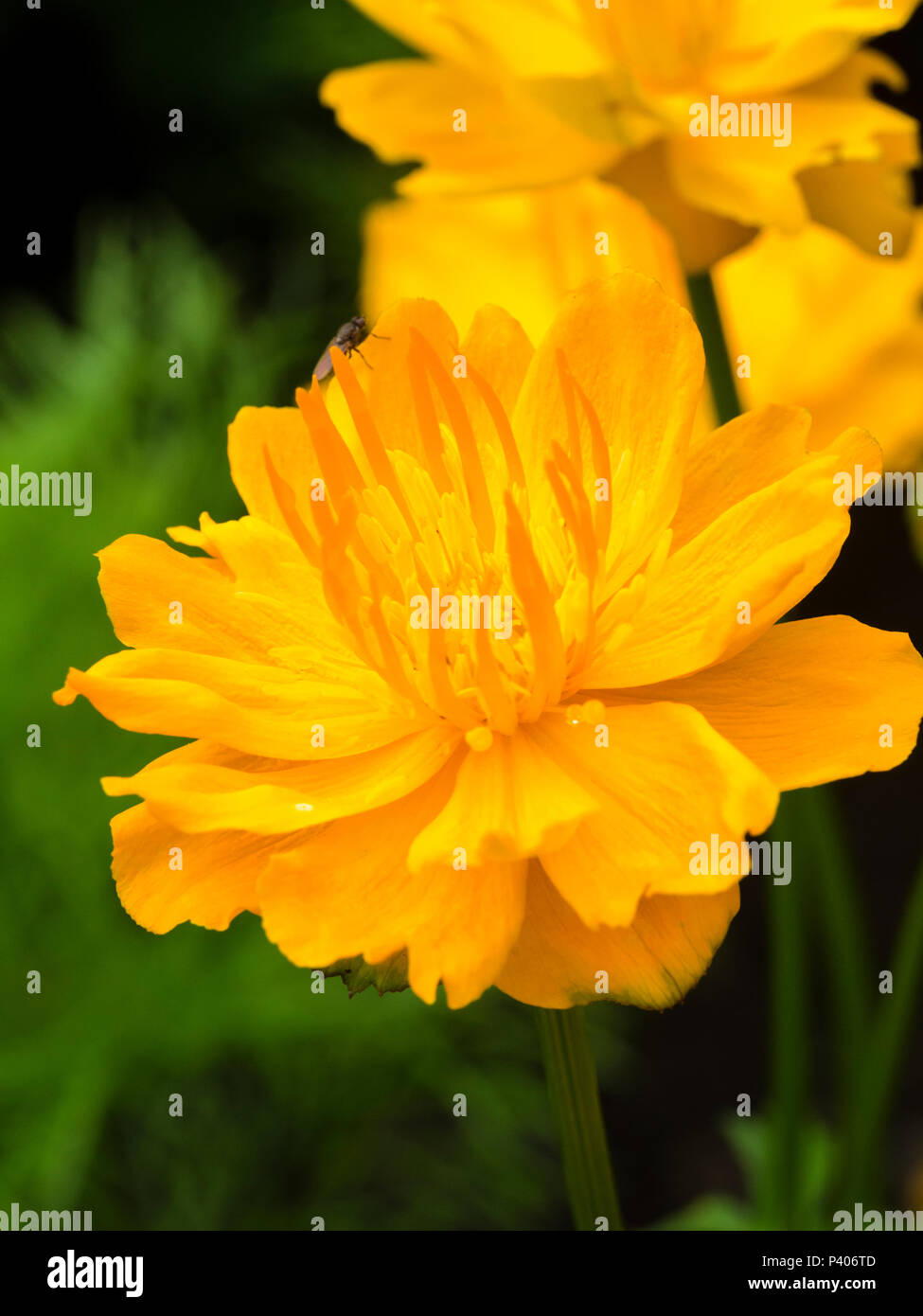 Orange flower of the moisture loving, early summer flowering perennial, Trollius chinensis 'Golden Queen' Stock Photo