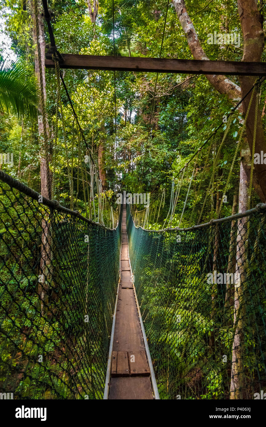 Taman Negara National Park's world's longest canopy walkway from a tourist's perspective, before making the first step on to the suspension bridge. Stock Photo