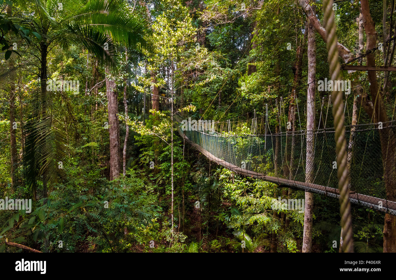 A beautiful atmospheric view of the dense rainforest and the suspension bridge which is part of the world's longest canopy walkway in Taman Negara. Stock Photo
