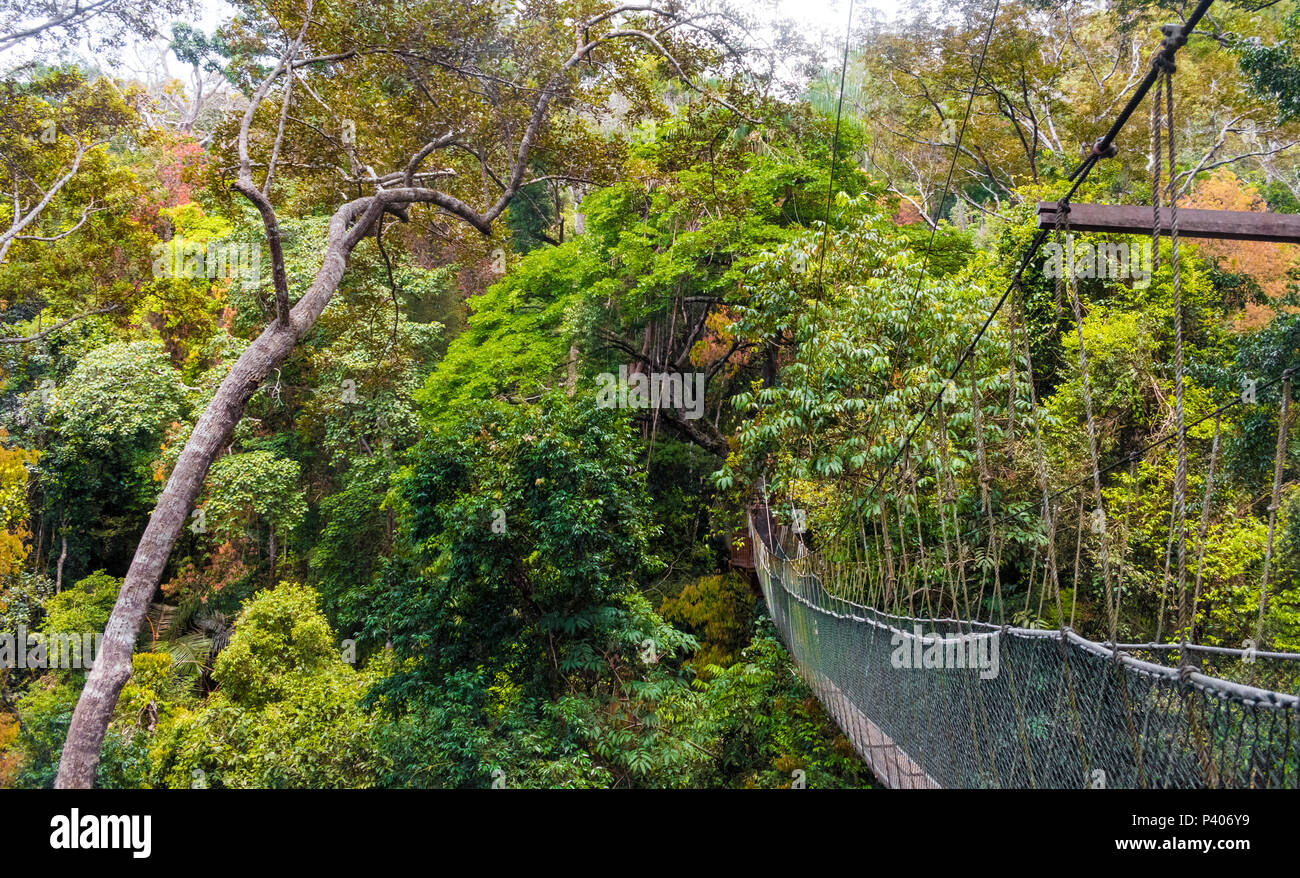 Atmospheric scene of the beautiful dense rainforest and the suspension bridge, leading to a lower platform, which is part of the world's longest... Stock Photo